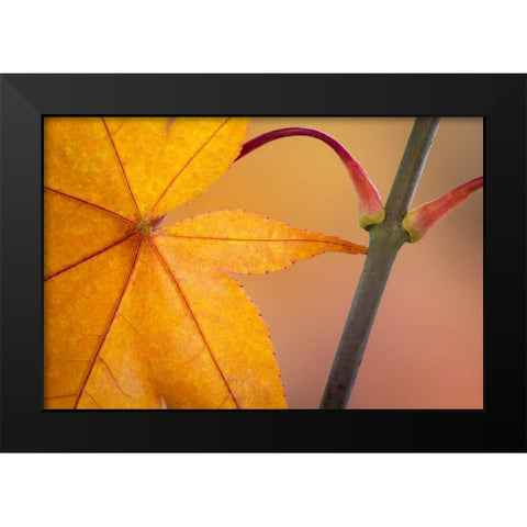 Washington, Seabeck Maple leaf in autumn color Black Modern Wood Framed Art Print by Paulson, Don
