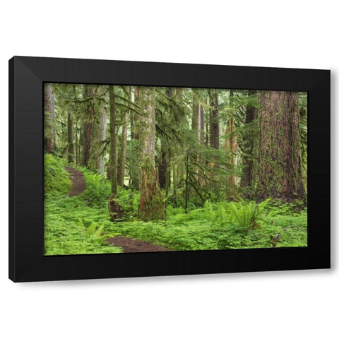 Washington, Olympic NP Old growth forest Black Modern Wood Framed Art Print by Paulson, Don