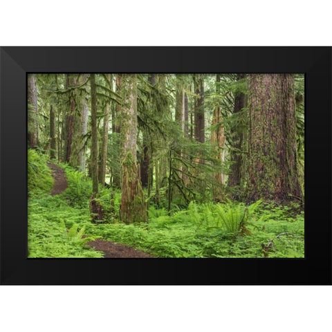 Washington, Olympic NP Old growth forest Black Modern Wood Framed Art Print by Paulson, Don