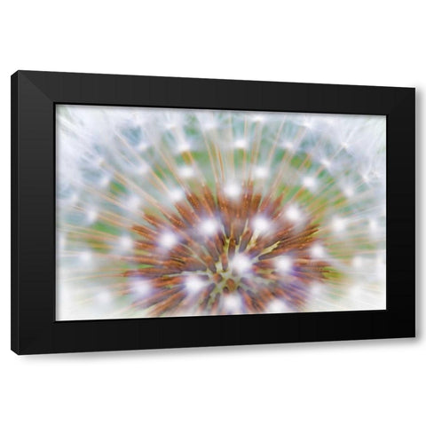 WA, Bainbridge Island Abstract of dandelion seed Black Modern Wood Framed Art Print by Paulson, Don