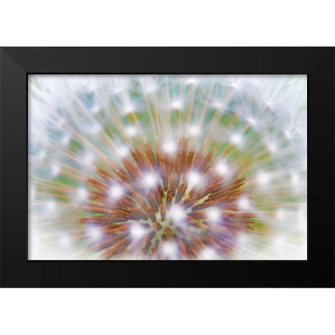 WA, Bainbridge Island Abstract of dandelion seed Black Modern Wood Framed Art Print by Paulson, Don
