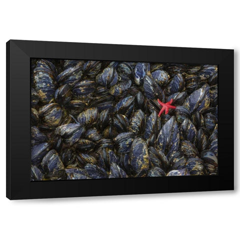 WA, Mussels and red sea star at tide pools Black Modern Wood Framed Art Print with Double Matting by Paulson, Don