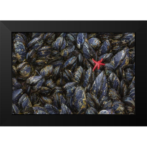 WA, Mussels and red sea star at tide pools Black Modern Wood Framed Art Print by Paulson, Don