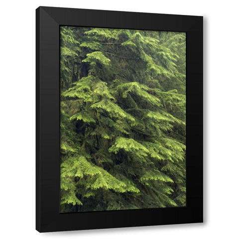 Washington, Olympic NP Western hemlock tree Black Modern Wood Framed Art Print with Double Matting by Paulson, Don