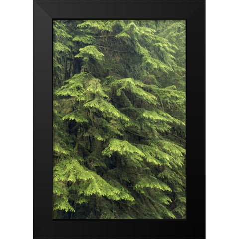 Washington, Olympic NP Western hemlock tree Black Modern Wood Framed Art Print by Paulson, Don