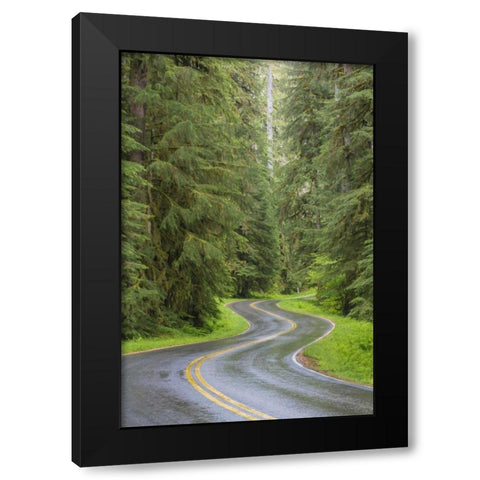 WA, Olympic NP Sol Duc River Road through forest Black Modern Wood Framed Art Print by Paulson, Don