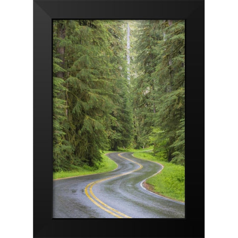 WA, Olympic NP Sol Duc River Road through forest Black Modern Wood Framed Art Print by Paulson, Don
