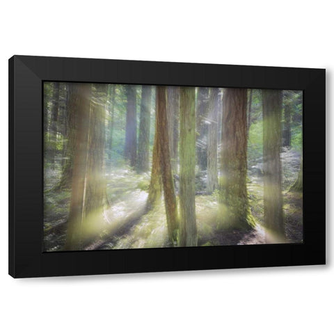 WA, Scenic Beach SP Blurred forest scene Black Modern Wood Framed Art Print with Double Matting by Paulson, Don