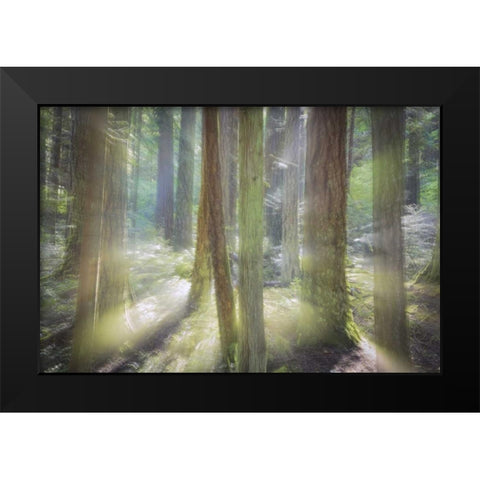WA, Scenic Beach SP Blurred forest scene Black Modern Wood Framed Art Print by Paulson, Don