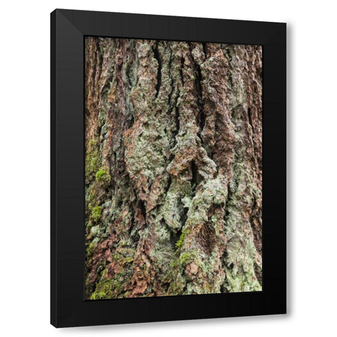 Washington, Olympics Old growth Douglas fir bark Black Modern Wood Framed Art Print with Double Matting by Paulson, Don