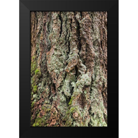 Washington, Olympics Old growth Douglas fir bark Black Modern Wood Framed Art Print by Paulson, Don