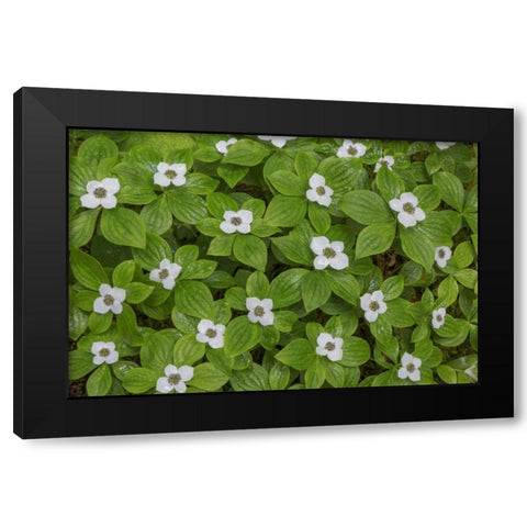WA, Olympic NP Bunchberry with white flowers Black Modern Wood Framed Art Print with Double Matting by Paulson, Don