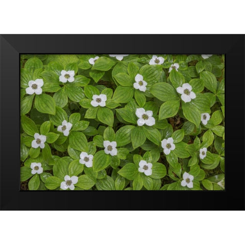 WA, Olympic NP Bunchberry with white flowers Black Modern Wood Framed Art Print by Paulson, Don