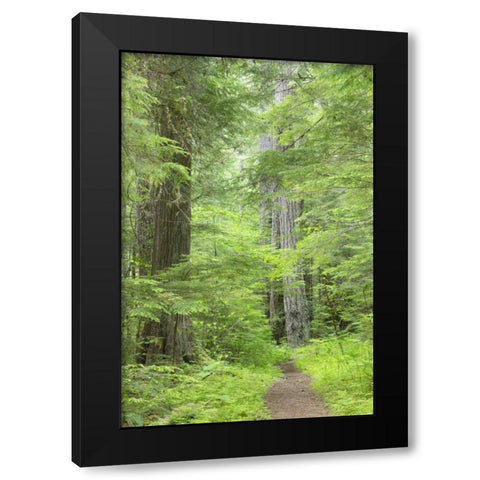 WA, Olympic NF Lower Big Quilcene River Trail Black Modern Wood Framed Art Print with Double Matting by Paulson, Don