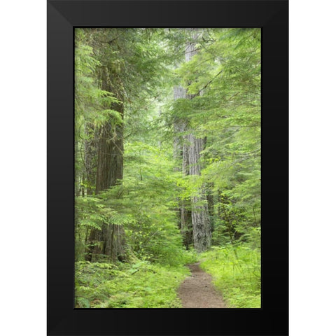 WA, Olympic NF Lower Big Quilcene River Trail Black Modern Wood Framed Art Print by Paulson, Don