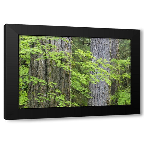 WA, Olympic NP Vine maple and Douglas fir trees Black Modern Wood Framed Art Print by Paulson, Don