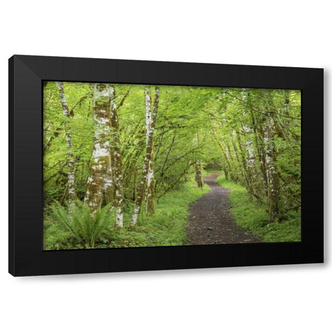 Washington, Olympic NP Trail through a forest Black Modern Wood Framed Art Print with Double Matting by Paulson, Don