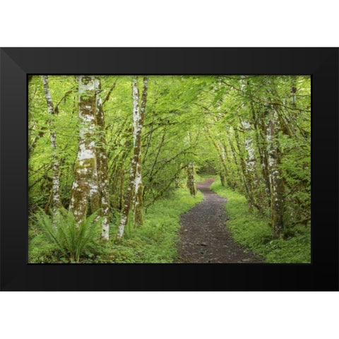 Washington, Olympic NP Trail through a forest Black Modern Wood Framed Art Print by Paulson, Don