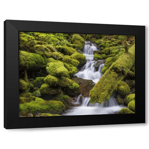 Washington, Olympic NP Small stream in forest Black Modern Wood Framed Art Print with Double Matting by Paulson, Don