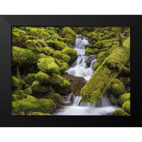 Washington, Olympic NP Small stream in forest Black Modern Wood Framed Art Print by Paulson, Don