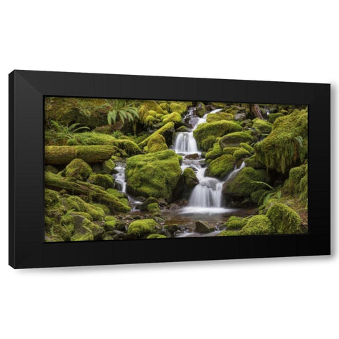 Washington, Olympic NP Small stream in forest Black Modern Wood Framed Art Print by Paulson, Don