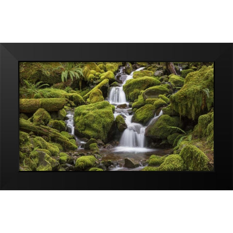 Washington, Olympic NP Small stream in forest Black Modern Wood Framed Art Print by Paulson, Don