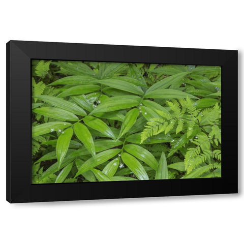 WA, Olympic NP Star-flowered false Solomons seal Black Modern Wood Framed Art Print with Double Matting by Paulson, Don