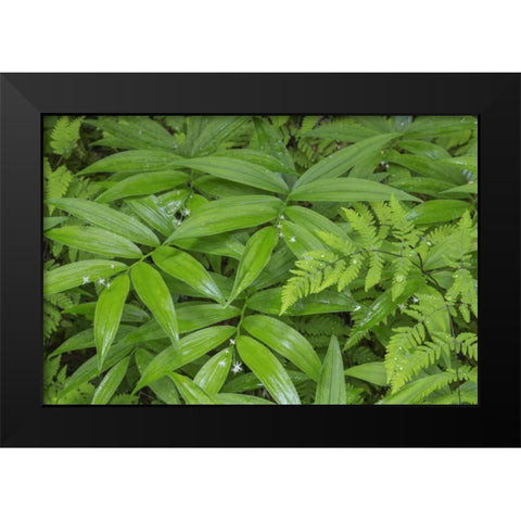 WA, Olympic NP Star-flowered false Solomons seal Black Modern Wood Framed Art Print by Paulson, Don