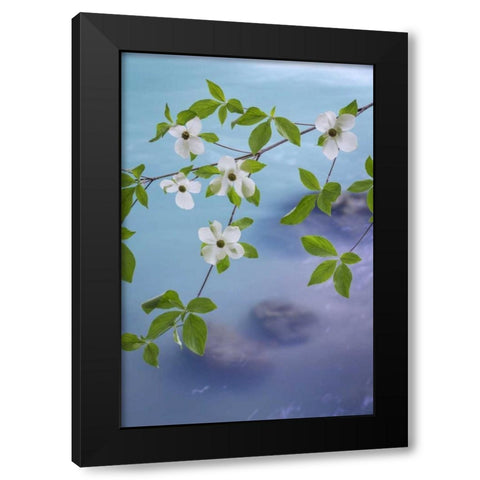 WA, Olympic NF Flowering Pacific dogwood branch Black Modern Wood Framed Art Print by Paulson, Don