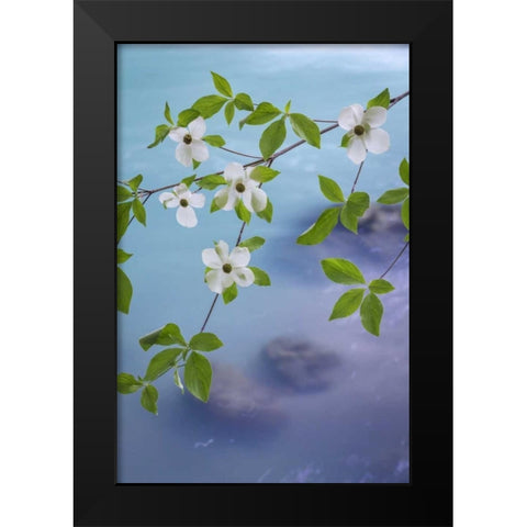 WA, Olympic NF Flowering Pacific dogwood branch Black Modern Wood Framed Art Print by Paulson, Don