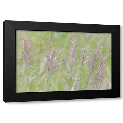USA, Washington, Seabeck Grasses in motion Black Modern Wood Framed Art Print with Double Matting by Paulson, Don