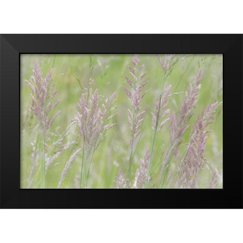 USA, Washington, Seabeck Grasses in motion Black Modern Wood Framed Art Print by Paulson, Don