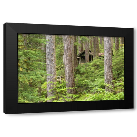 USA, Washington, Olympic NP Forest cabin shelter Black Modern Wood Framed Art Print with Double Matting by Paulson, Don