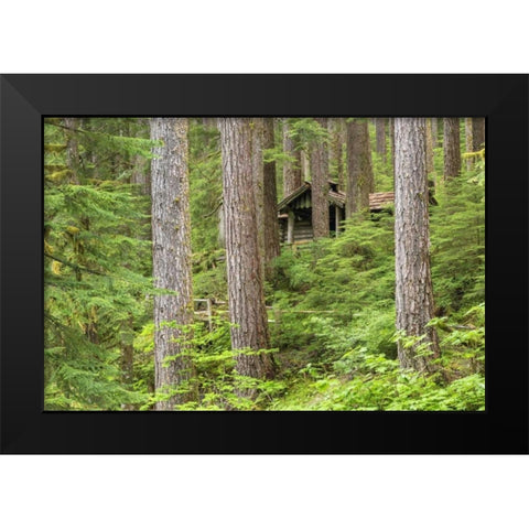 USA, Washington, Olympic NP Forest cabin shelter Black Modern Wood Framed Art Print by Paulson, Don