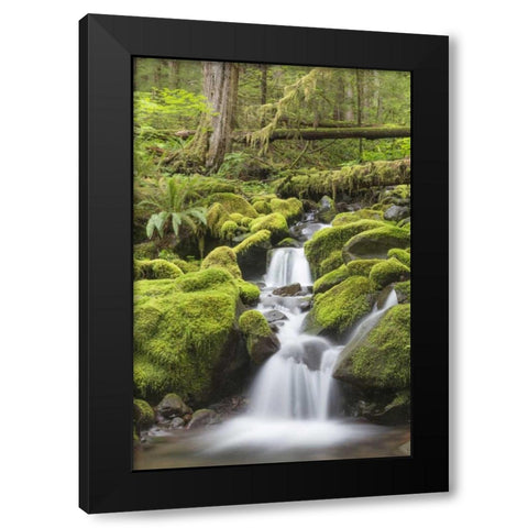 Washington, Olympic NP Small stream in forest Black Modern Wood Framed Art Print with Double Matting by Paulson, Don