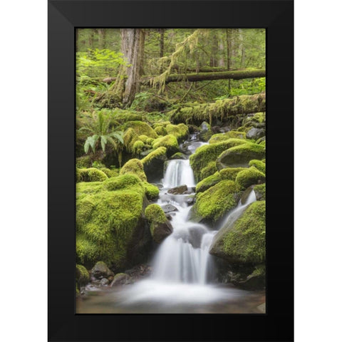 Washington, Olympic NP Small stream in forest Black Modern Wood Framed Art Print by Paulson, Don