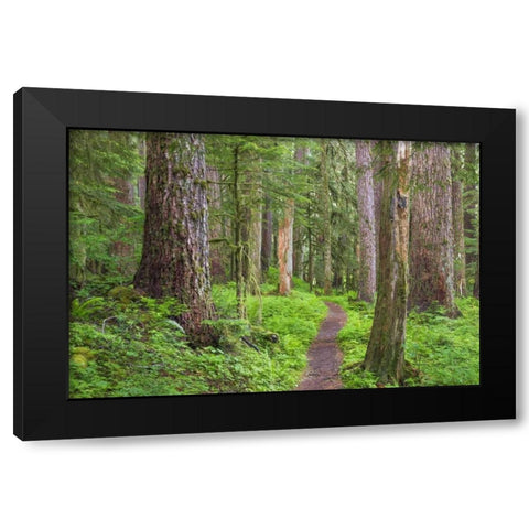 Washington, Olympic NP Old growth forest Black Modern Wood Framed Art Print by Paulson, Don