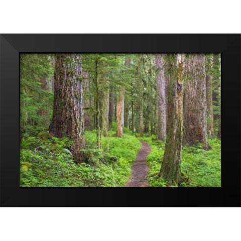 Washington, Olympic NP Old growth forest Black Modern Wood Framed Art Print by Paulson, Don