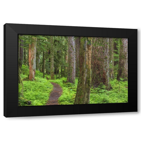 Washington, Olympic NP Old growth forest Black Modern Wood Framed Art Print by Paulson, Don
