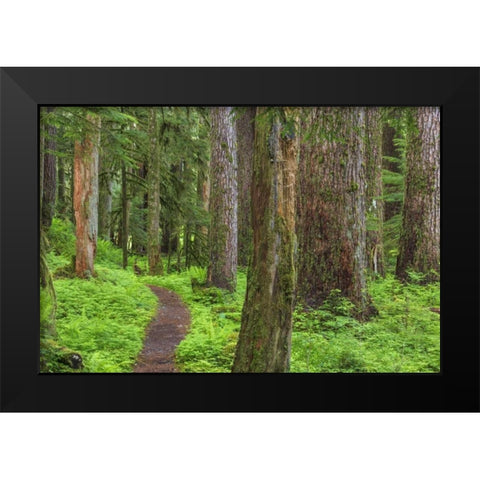Washington, Olympic NP Old growth forest Black Modern Wood Framed Art Print by Paulson, Don