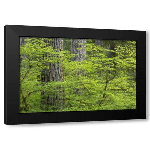 WA, Olympic NP Vine maple and Douglas fir trees Black Modern Wood Framed Art Print by Paulson, Don