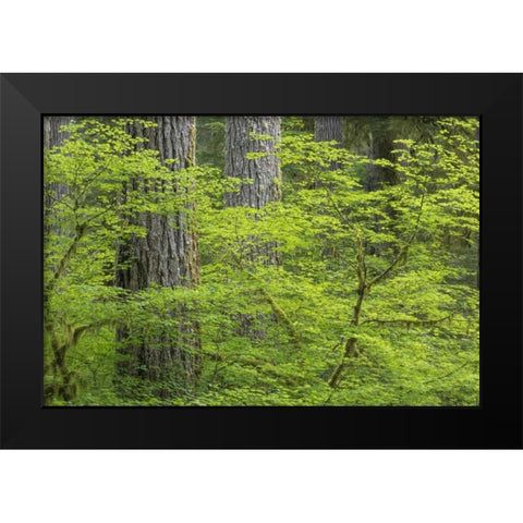 WA, Olympic NP Vine maple and Douglas fir trees Black Modern Wood Framed Art Print by Paulson, Don