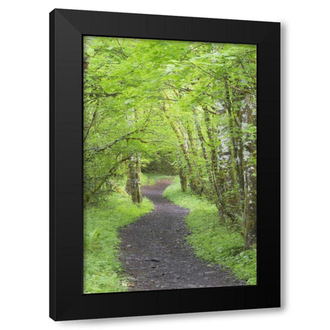 Washington, Olympic NP Trail through a forest Black Modern Wood Framed Art Print with Double Matting by Paulson, Don