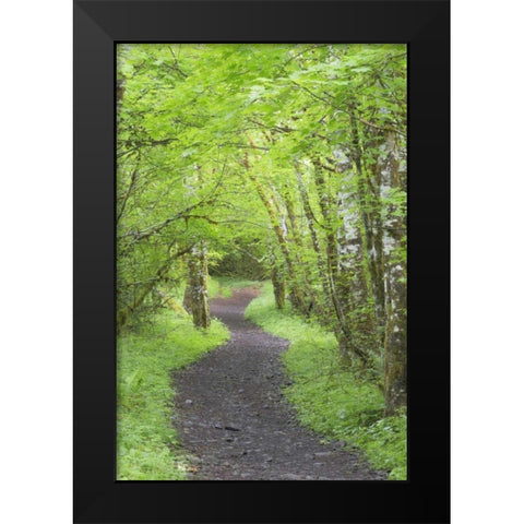 Washington, Olympic NP Trail through a forest Black Modern Wood Framed Art Print by Paulson, Don
