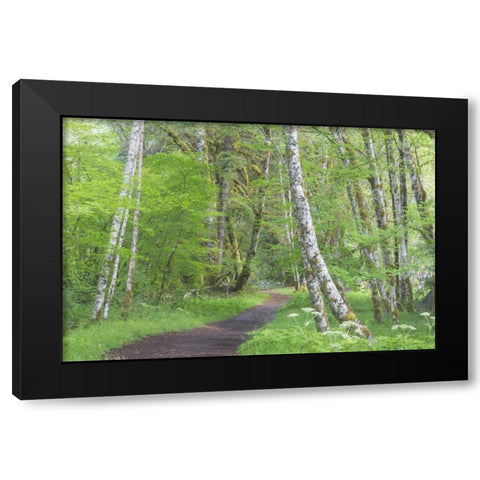 Washington, Olympic NP Trail through a forest Black Modern Wood Framed Art Print with Double Matting by Paulson, Don