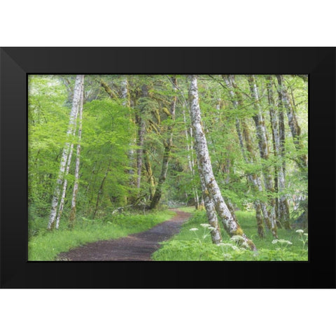 Washington, Olympic NP Trail through a forest Black Modern Wood Framed Art Print by Paulson, Don