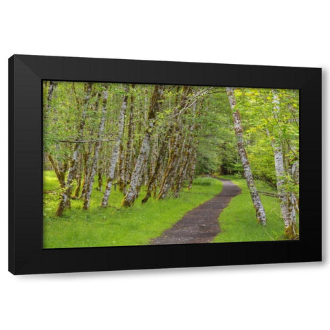 Washington, Olympic NP Trail through a forest Black Modern Wood Framed Art Print with Double Matting by Paulson, Don