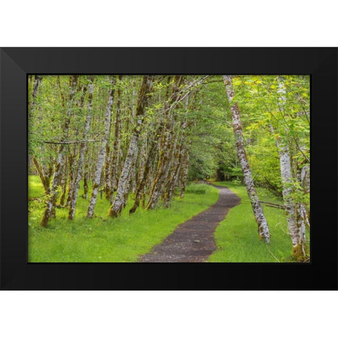 Washington, Olympic NP Trail through a forest Black Modern Wood Framed Art Print by Paulson, Don