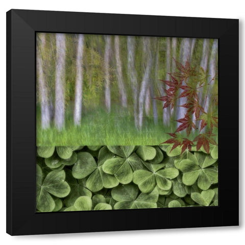 Washington Collage of alder trees and oxalis Black Modern Wood Framed Art Print with Double Matting by Paulson, Don