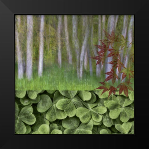 Washington Collage of alder trees and oxalis Black Modern Wood Framed Art Print by Paulson, Don